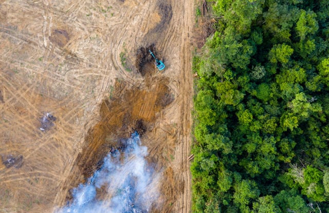 Deforestation, heavy machinery, smoke from fires burning on barren land on the left. Thick forest on the right side