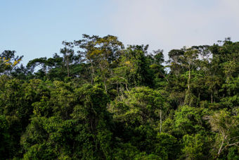 The image shows a dense, lush rainforest with green trees of varying heights. The trees have many different shapes and leaves, and some have light green tops reaching toward the sky. Above the forest, the sky is light blue with a few scattered clouds.