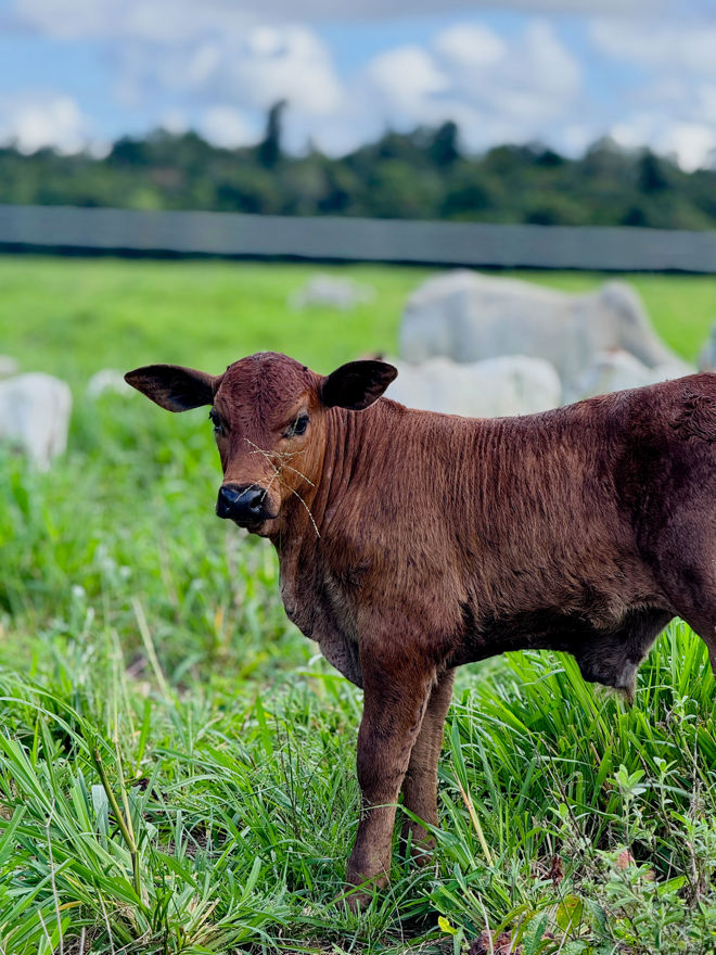 A brown calf is standing on green grass with other cows and a fence in the background.
