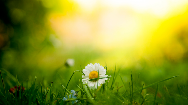 Flower image